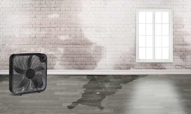 Best Water damage restoration near me  in Bray, OK